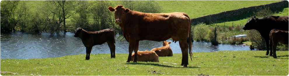 Cows by river