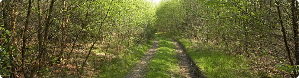 Track through forest