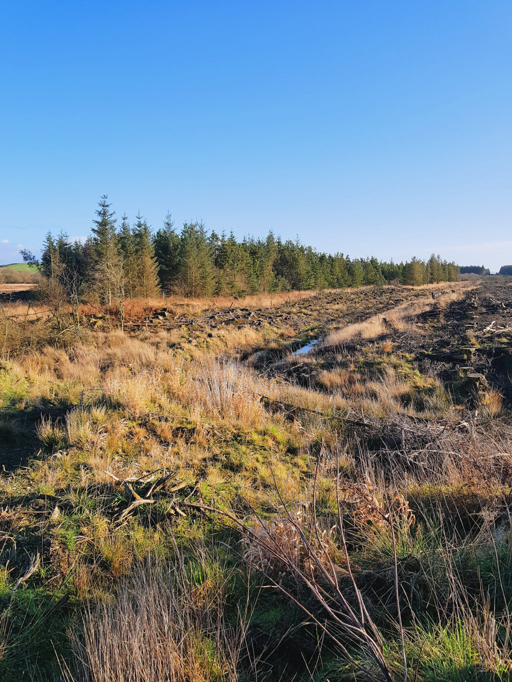 Mark of Luce Woods Kirkcowan